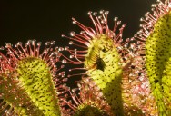 Plants Behaving Badly