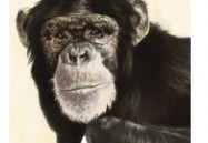 Ape