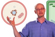 Cell Structure and Function