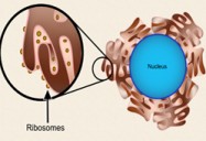 Cell Biology: Structure, Function, and Processes