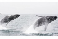 Whales: The Wild, Wild East