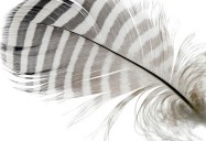 The Story of the Feather