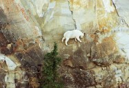 Cliff Hangers