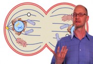 Cell Metabolism and Respiration