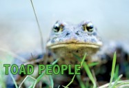 Toad People: What Does it Take to Save a Species? (52 Minute Version)