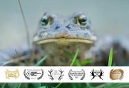 Toad People: What Does it Take to Save a Species? (76 Minute Version)