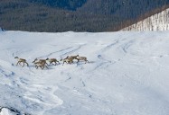 Their Land: Last of the Caribou Herd
