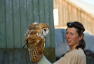 Silent Flight: Conserving the Barn Owl