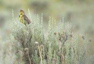 Birds of the Okanagan: A Vanishing Legacy