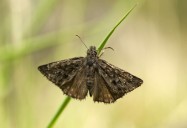 Dance of the Propertius Duskywing: A Butterfly on the Brink