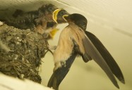 Plight of the Barn Swallow