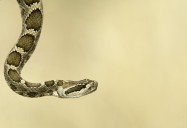 Vanishing Desert: Portrait of the Rattlesnake