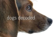 NOVA: Dogs Decoded