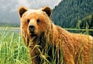 NATURE: Fortress of the Bears 
