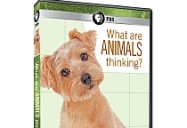 NOVA scienceNOW: What Are Animals Thinking?