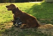 NATURE: My Bionic Pet