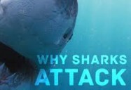 NOVA: Why Sharks Attack