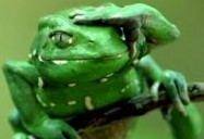 NATURE: Fabulous Frogs