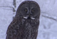 NATURE: Owl Power