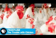 FRONTLINE: The Trouble with Chicken