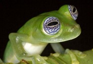 NATURE: Frogs: The Thin Green Line