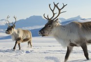 Nature: Snowbound: Animals of Winter