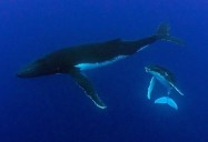 The Whale Detective: Nature