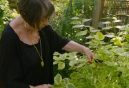 Healing Plants - Episode One: Ageless Gardens Series - Season 1