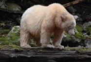 L’ours noir et l’ours esprit (The Black Bear and The Spirit Bear): L’ Esprit des Ours (The Spirit of the Bears)