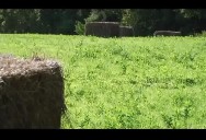 Green Power, Clean Choices