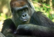 Gorillas of the Congo: Chainsaws to the Rescue