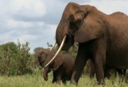 Where Have All the Elephants Gone? Poaching in Tanzania and Kenya