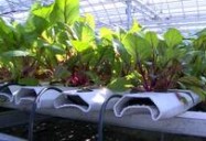 The World's First Rooftop Farm: Mohamed Hage