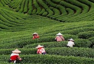 The Masters of Tea