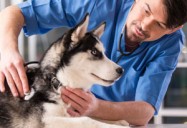 The Secret Life Of Dogs