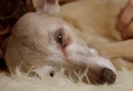 The Secret Life Of Dogs: Episode 2