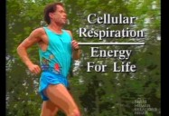 Cellular Respiration: Energy for Life