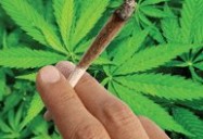 All You Need to Know about Marijuana in 17 Minutes