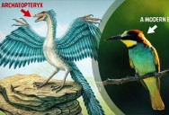 Bird Evolution: All About Birds