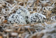 Breeding and Development: All About Birds