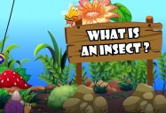 What is an Insect?: All About Insects Series