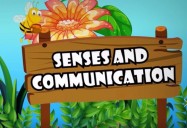 Insects - Senses and Communication: All About Insects Series