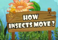 How Insects Move: All About Insects Series