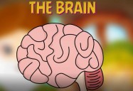 The Brain: The Magical Human Body Series
