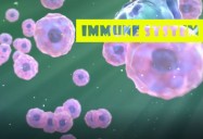 The Amazing Immune System: The Magical Human Body Series