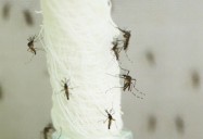 Mosquitoes on the Rise