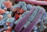 Bacterial World — Microbes That Rule Our World