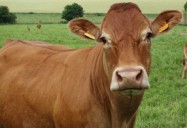 Cow Factory