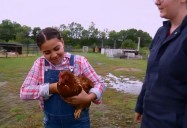 Farm Animals: Finding Stuff Out (Season 5)