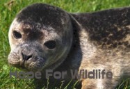 Chase the Seal: Hope for Wildlife - Season 1